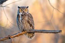 Owl-624.jpg