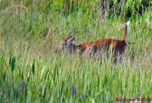 DSC_6488_001.JPG