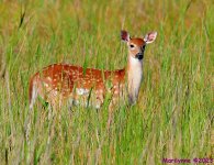 DSC_6498_001.JPG