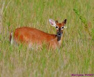 DSC_6508_001.JPG