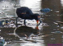 DSC_6599_001.JPG