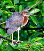 DSC_6604_001.JPG
