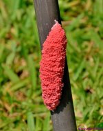 DSC_0490_001.JPG