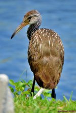 DSC_0520_001.JPG