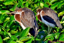 DSC_6614_001.JPG