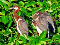 DSC_6625_001.JPG