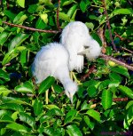 DSC_6639_001.JPG