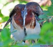 DSC_6661_001.JPG
