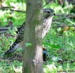 DSC_6677_001.JPG