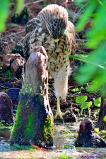 DSC_6710_001.JPG