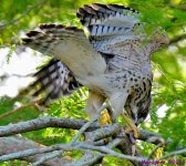 DSC_6768_001.JPG