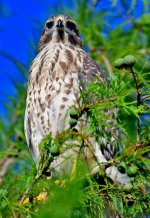DSC_6786_001.JPG