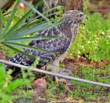 DSC_6806_001.JPG