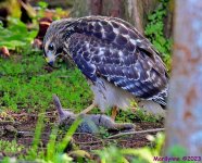 DSC_6811_001.JPG