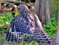 DSC_6814_001.JPG