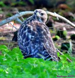 DSC_6818_001.JPG