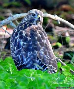 DSC_6823_001.JPG