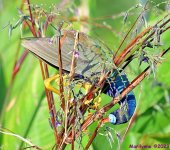 DSC_6855_001.JPG