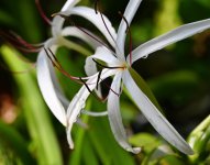 lily bloom.jpg