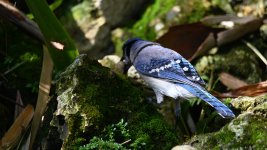 bluejay behind.jpg