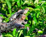 DSC_7012_001.JPG