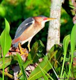 DSC_7027_001.JPG