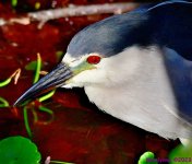 DSC_7031_001.JPG