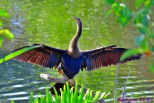 DSC_7041_001.JPG