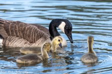 RD5_1033-Canada Geese.jpg
