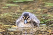 RD5_1142-Mallard Duckling.jpg