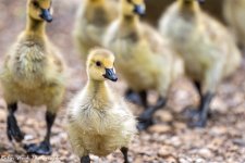 RD5_1181-Canada Goslings.jpg