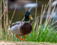 RD5_1247-Edit.jpg
