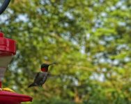Hummer In Flight 2.jpg