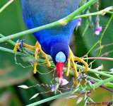 DSC_7061_001.JPG