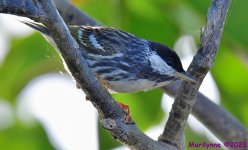 DSC_7108_001.JPG