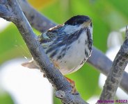 DSC_7111_001.JPG