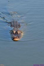 DSC_7131_001.JPG