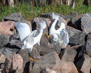 SnowyEgretFight-626.jpg