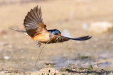 BarnSwallow-626.jpg