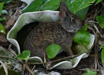 Bunny in the half shell.JPG