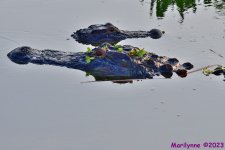 DSC_7190_001.JPG