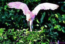 DSC_7196_001.JPG