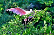 DSC_7212_001.JPG