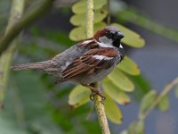 Sparrow.jpg