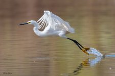 SnowyEgretTakeoff-626.jpg