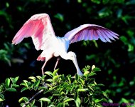 DSC_7217_001.JPG