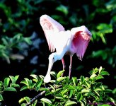 DSC_7219_001.JPG