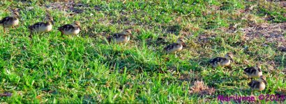 DSC_7251_stitch_001.JPG