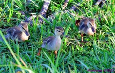 DSC_7260_001.JPG