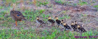 DSC_7268_stitch_001.JPG